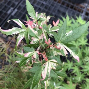 Acer palmatum 'Ilarian' - mapleridgenursery